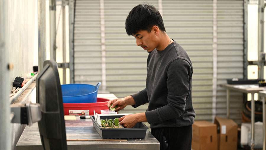 Student working with tray of seedlings