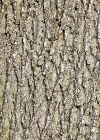 Ash bark